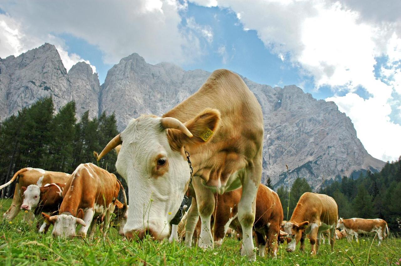 Bohinj Eco Hotel Bohinjska Bistrica Eksteriør bilde
